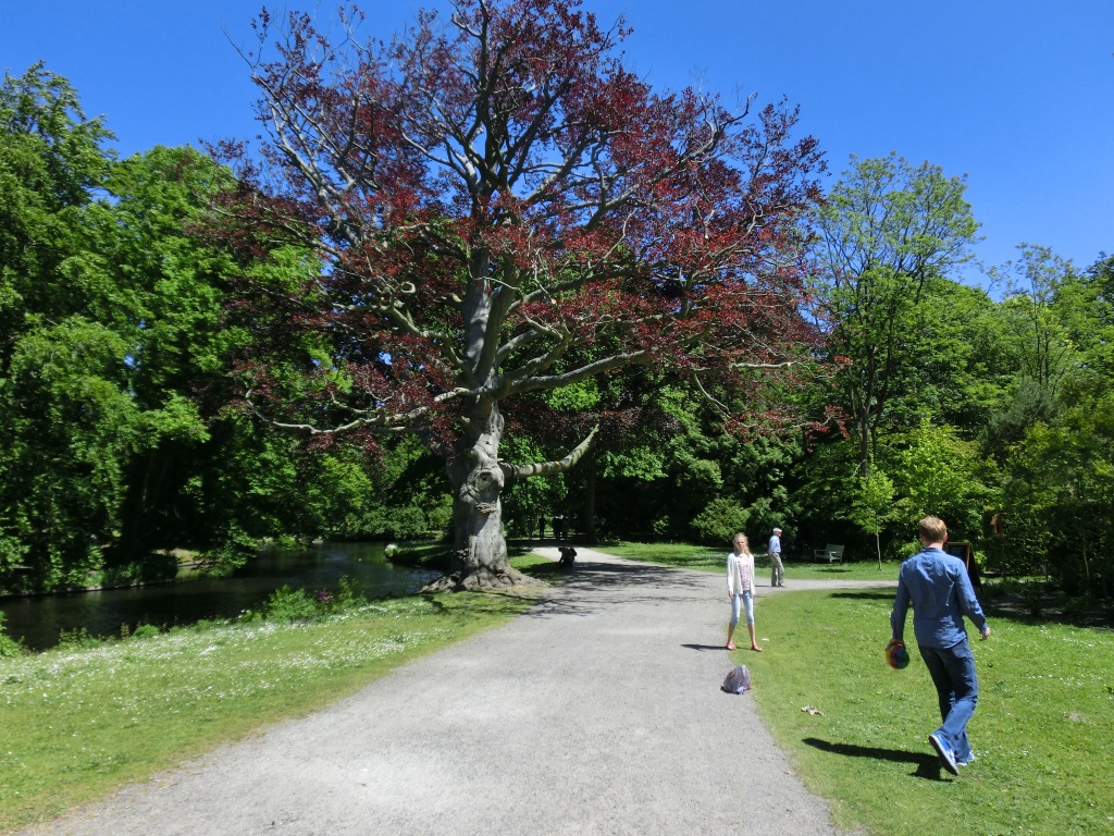 Dikste boom van Clingendael
