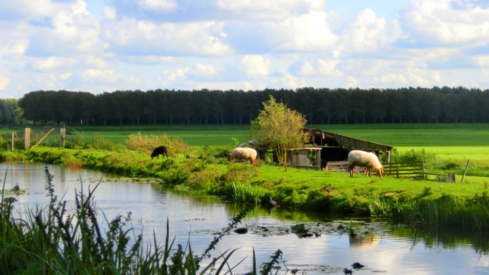 Schaapjes op het droge
