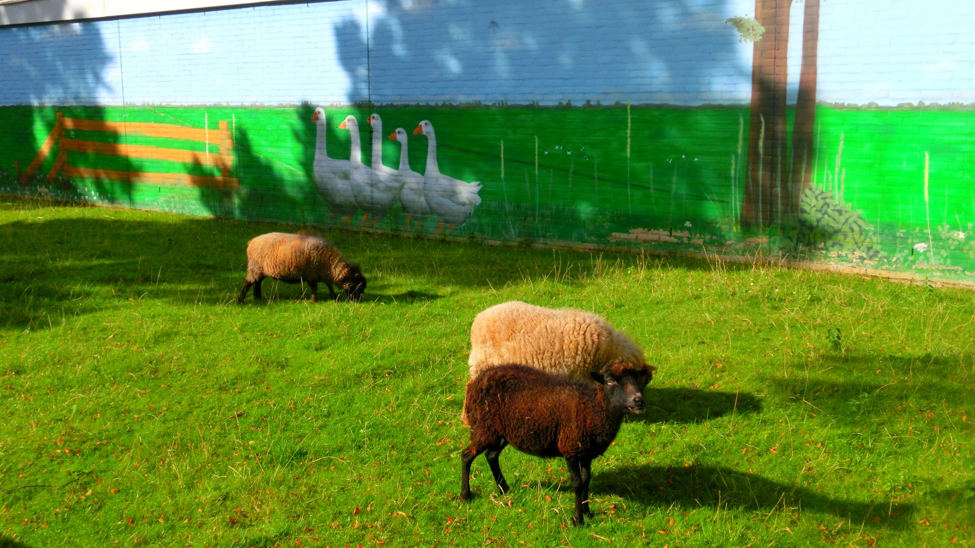 Weitje met schapen.jpg