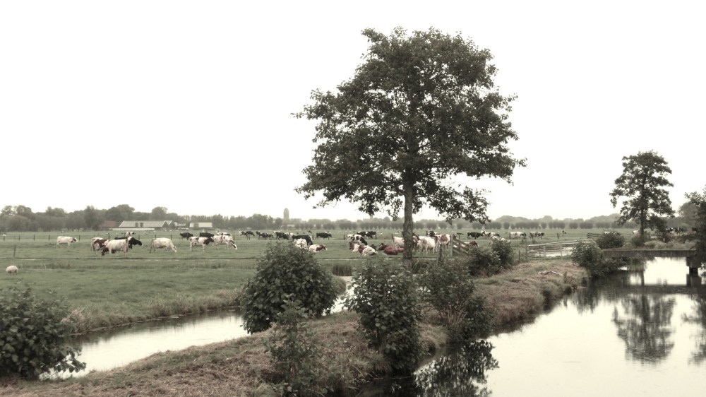Hollands landschap