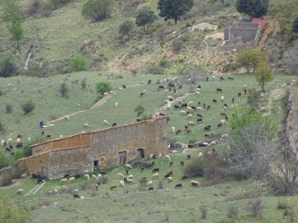 Schapen en honden.jpg