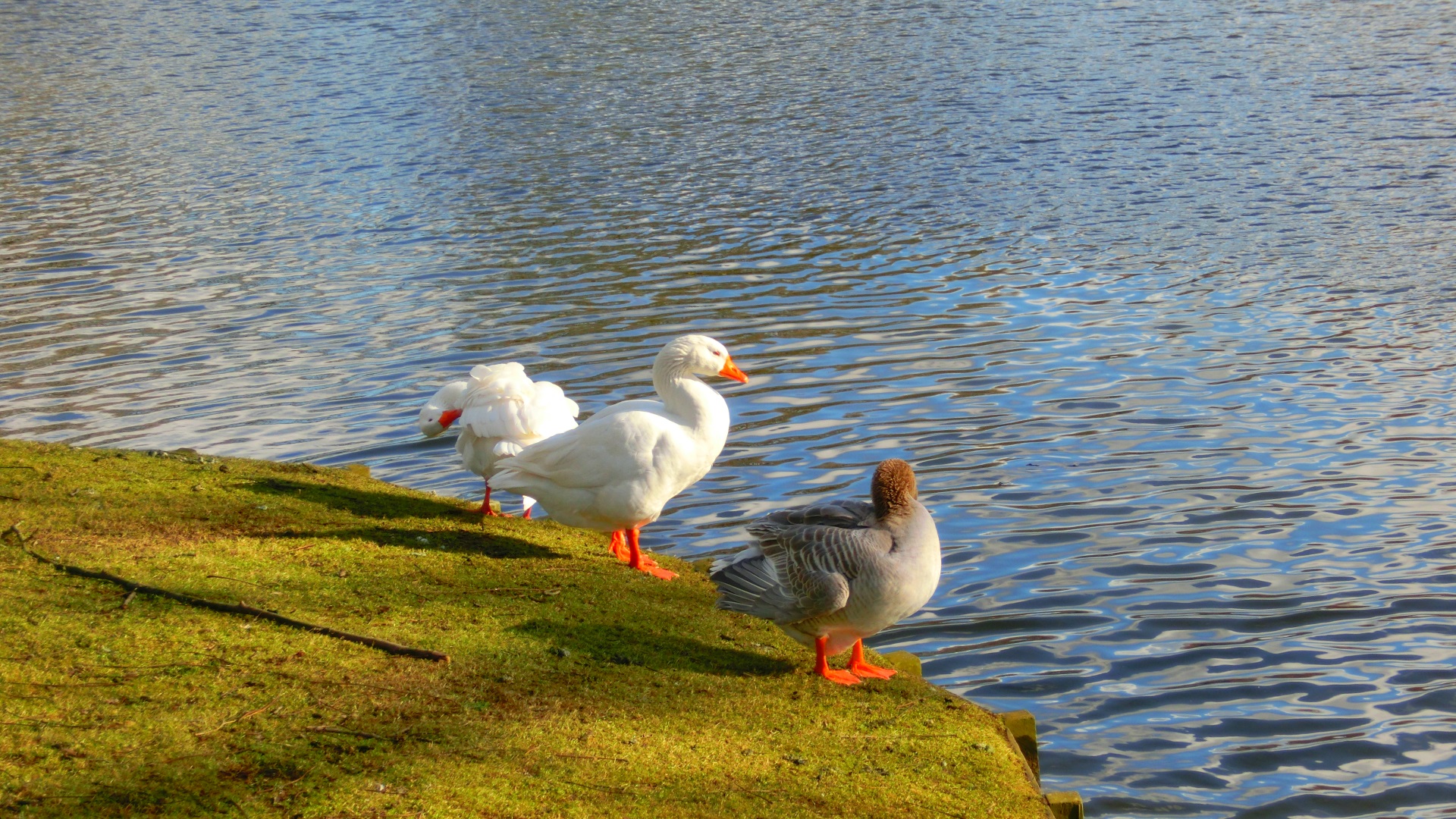 Ganzen in Oud Charlois