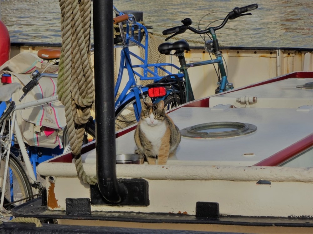 Scheepskat Veerhaven