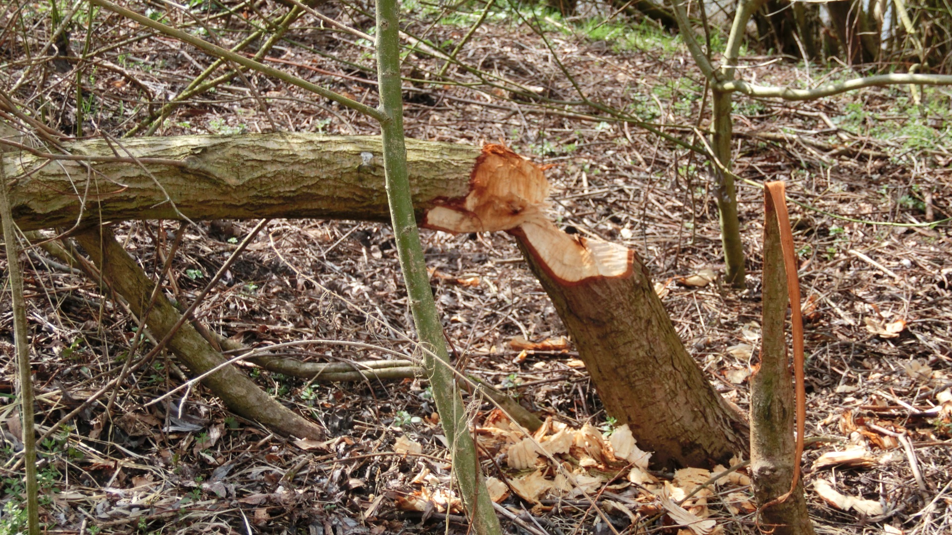 Kunstwerk van een bever