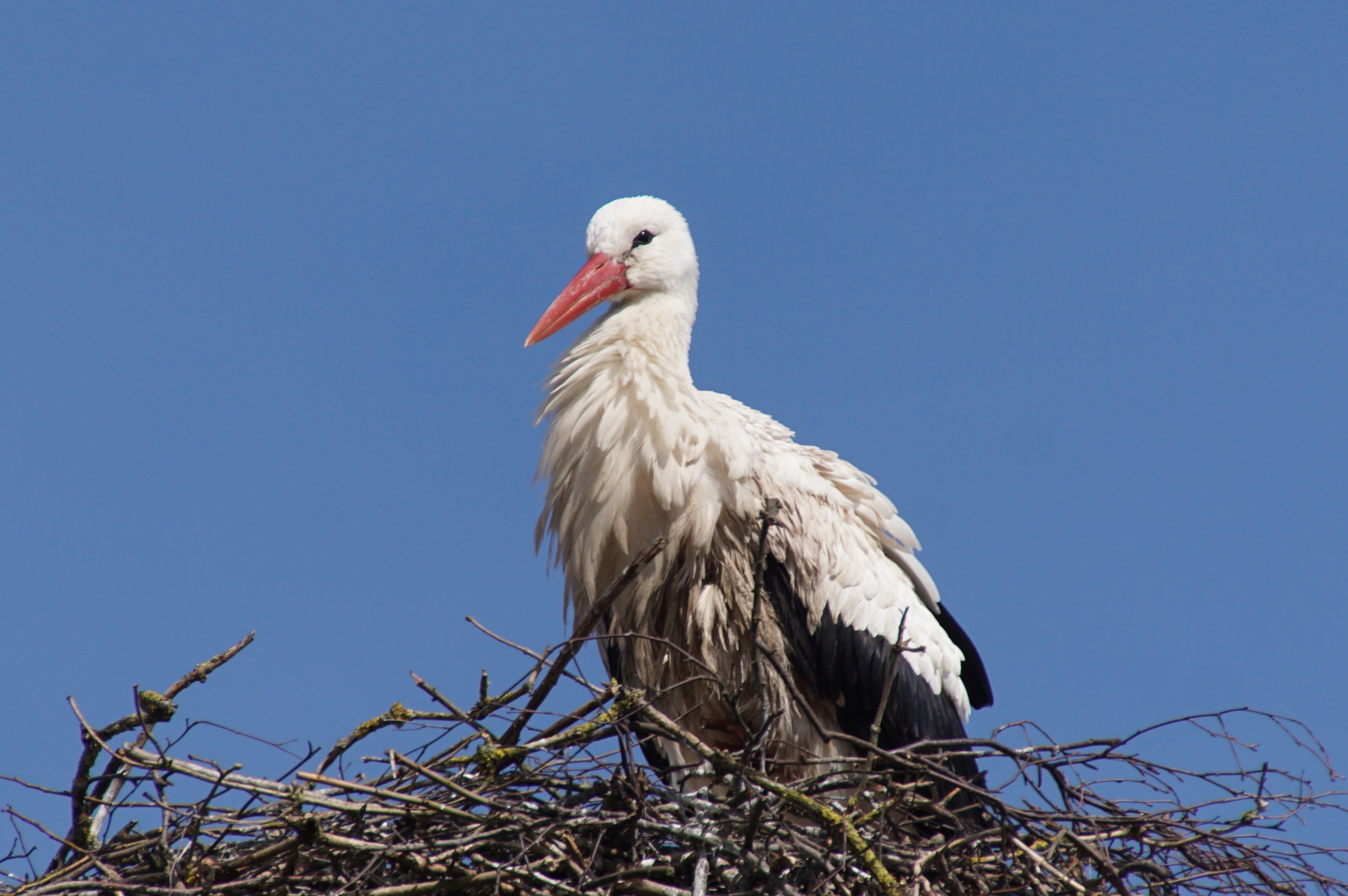 Ooievaar op nest_foto van R. Dijksma