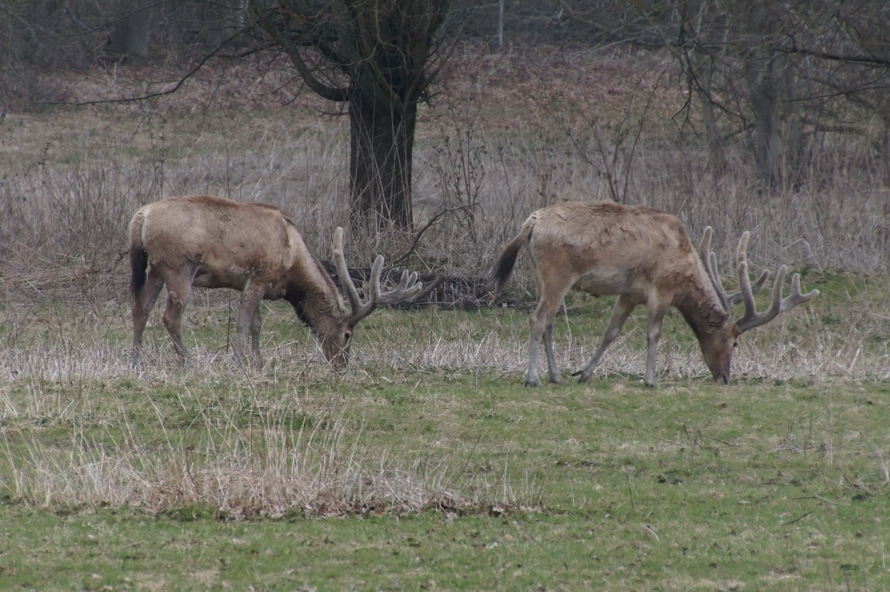 Pater Davidsherten_foto van R. Dijksma