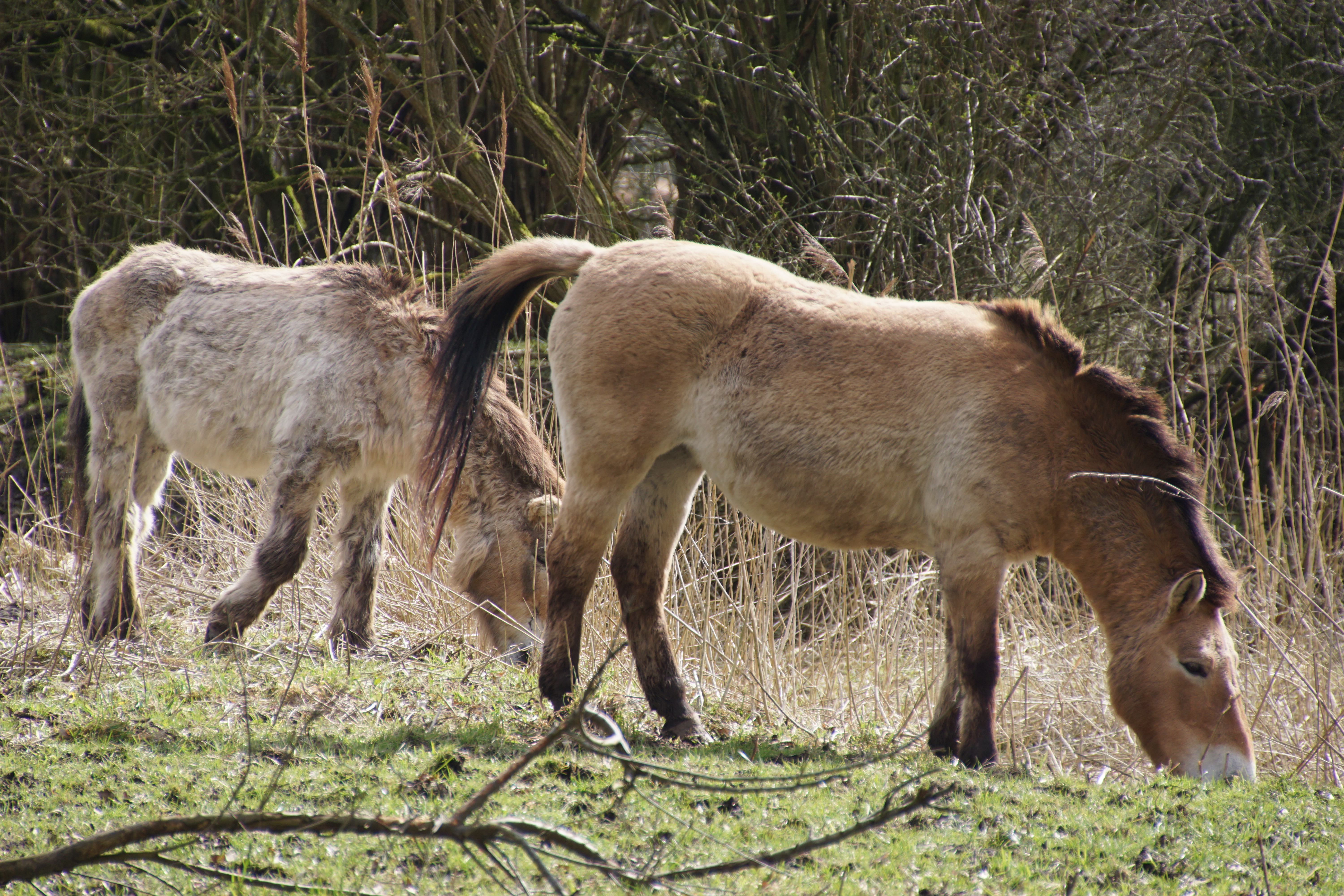 Przewalskipaard Natuurpark Lelystad_ foto van R. Dijksma