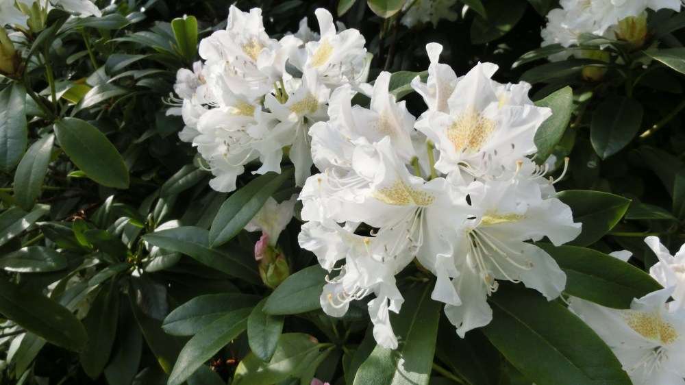 rododendrons