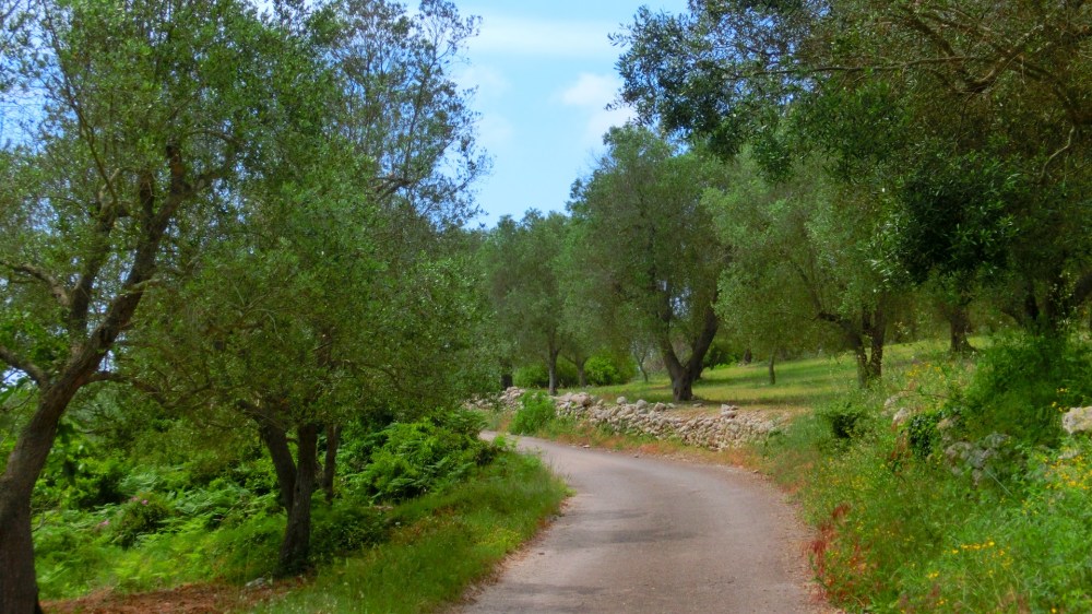 Asfalt pad tussen olijfbomen