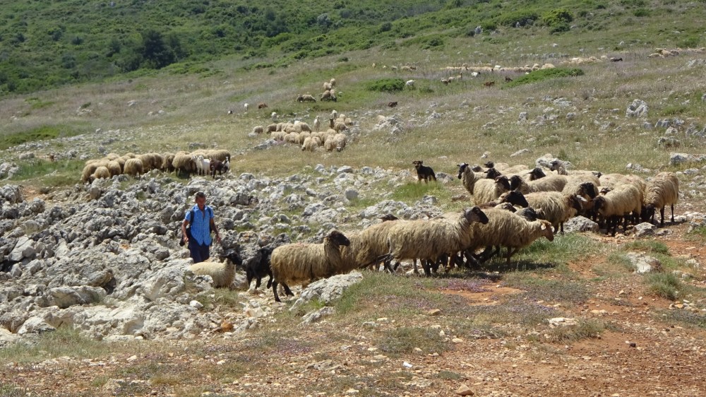 Herder met schaapskudde