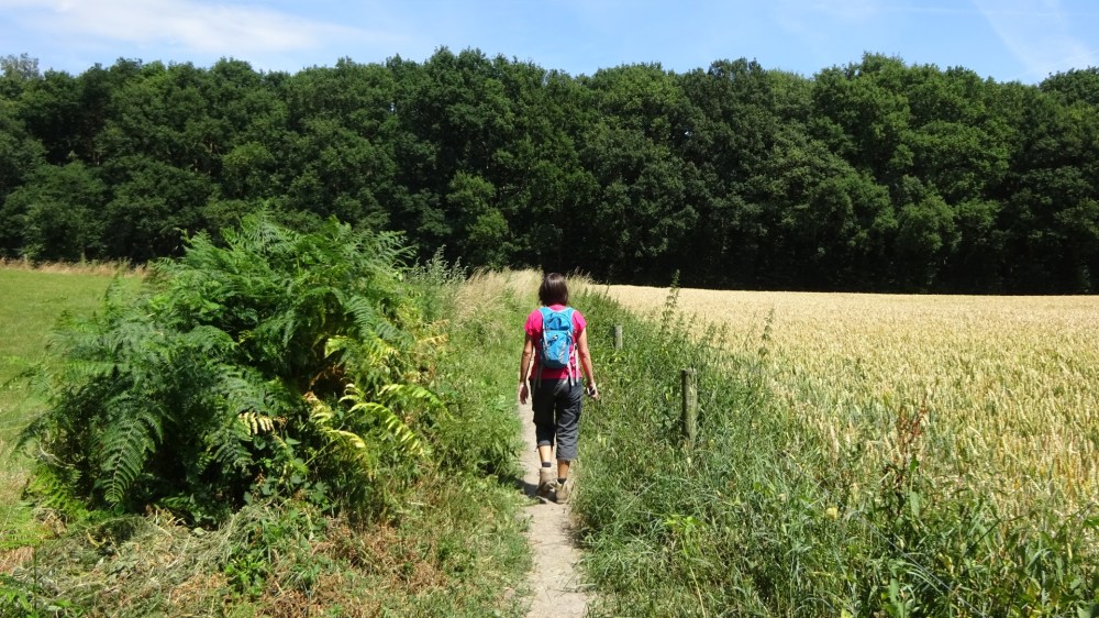 Wandelen tussen velden