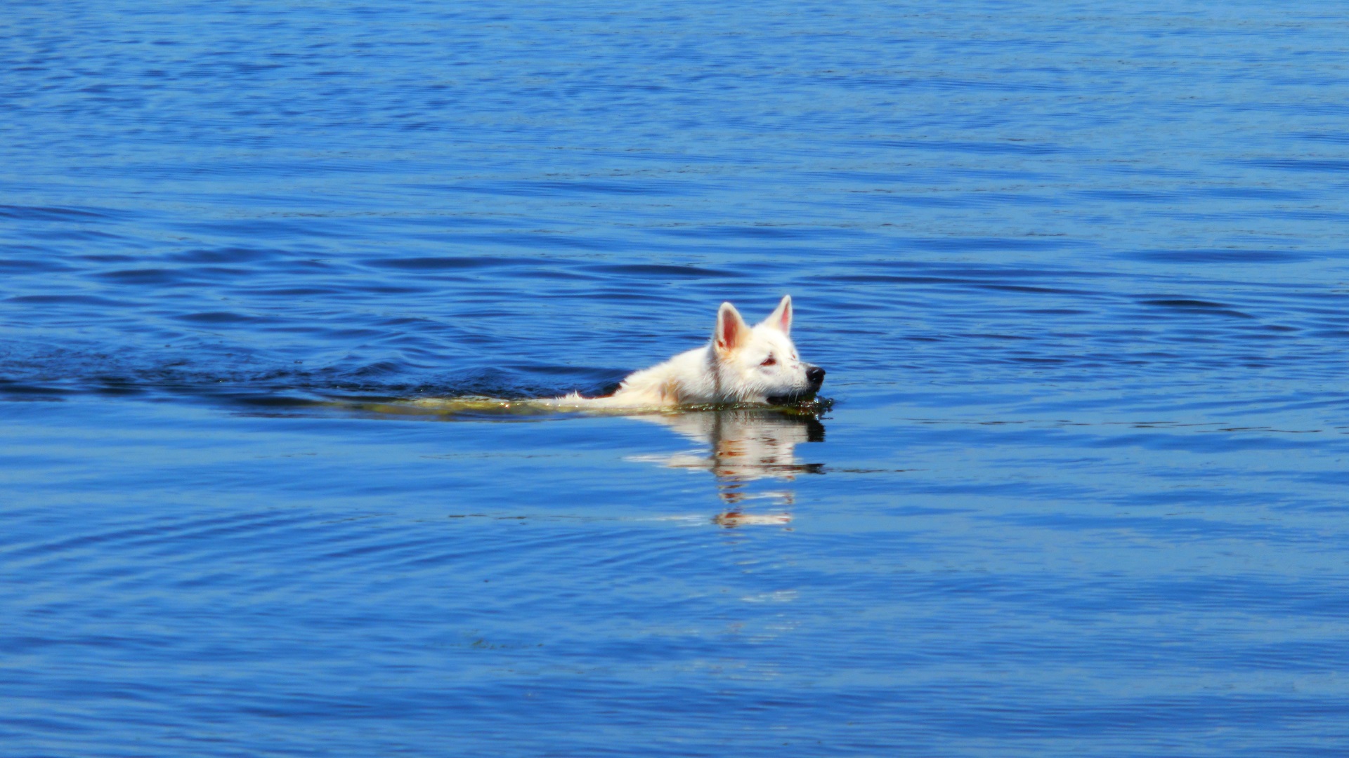 Zwemmen in het water