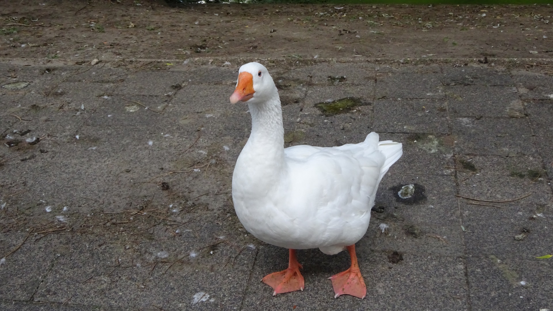 Nils Holgerssons gans