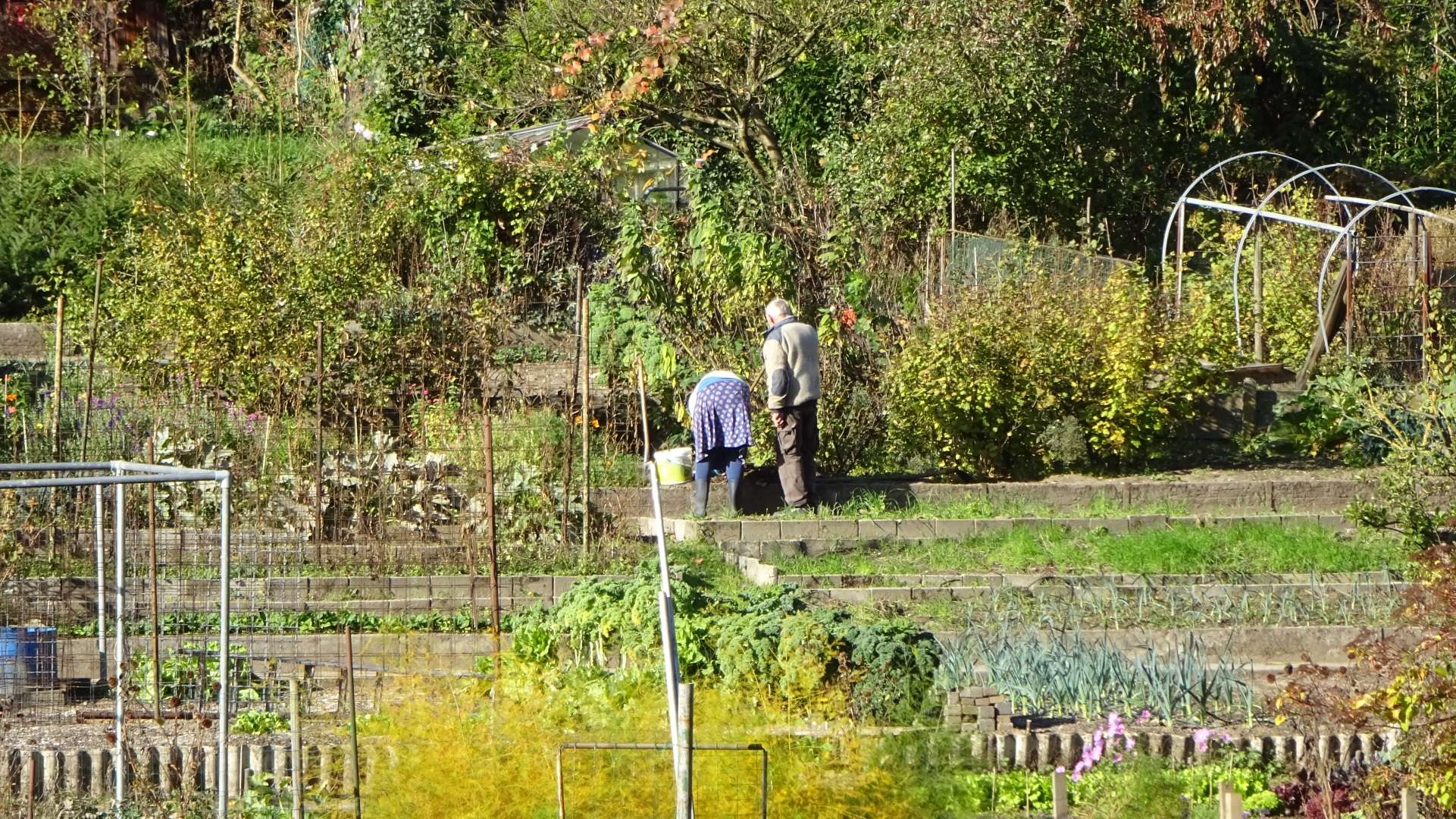 Werken op de moestuin
