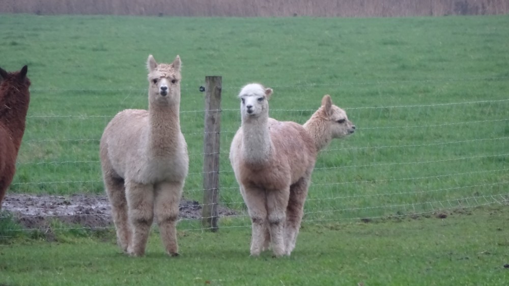 Alpaca's