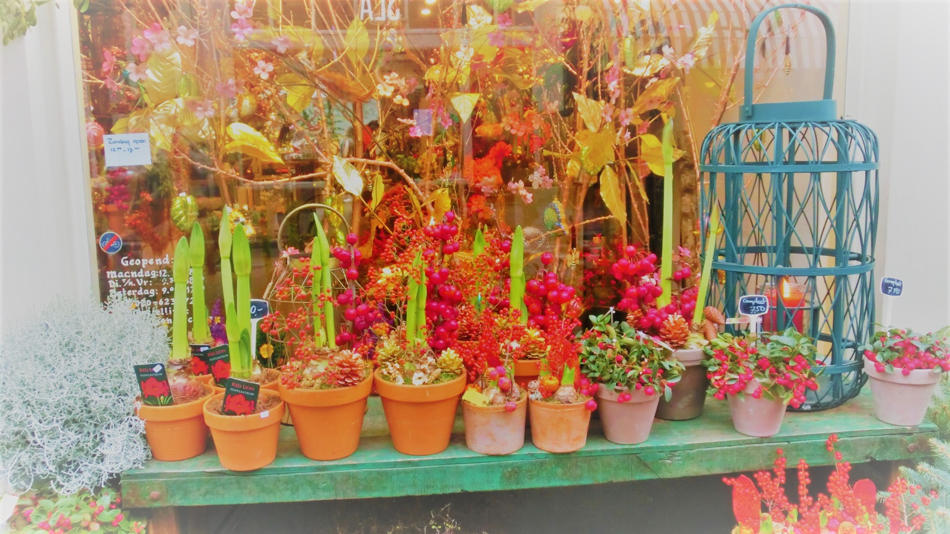 Kerstbloemen en planten