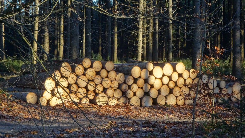 boomstammen
