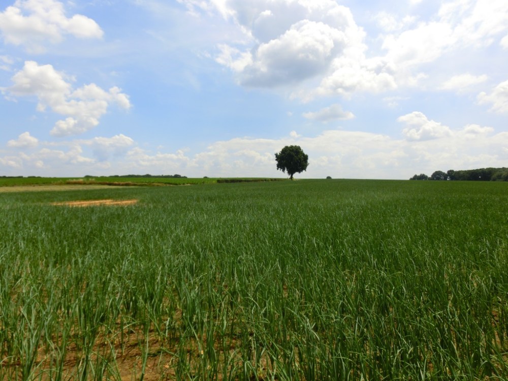 Eindeloze vergezichten