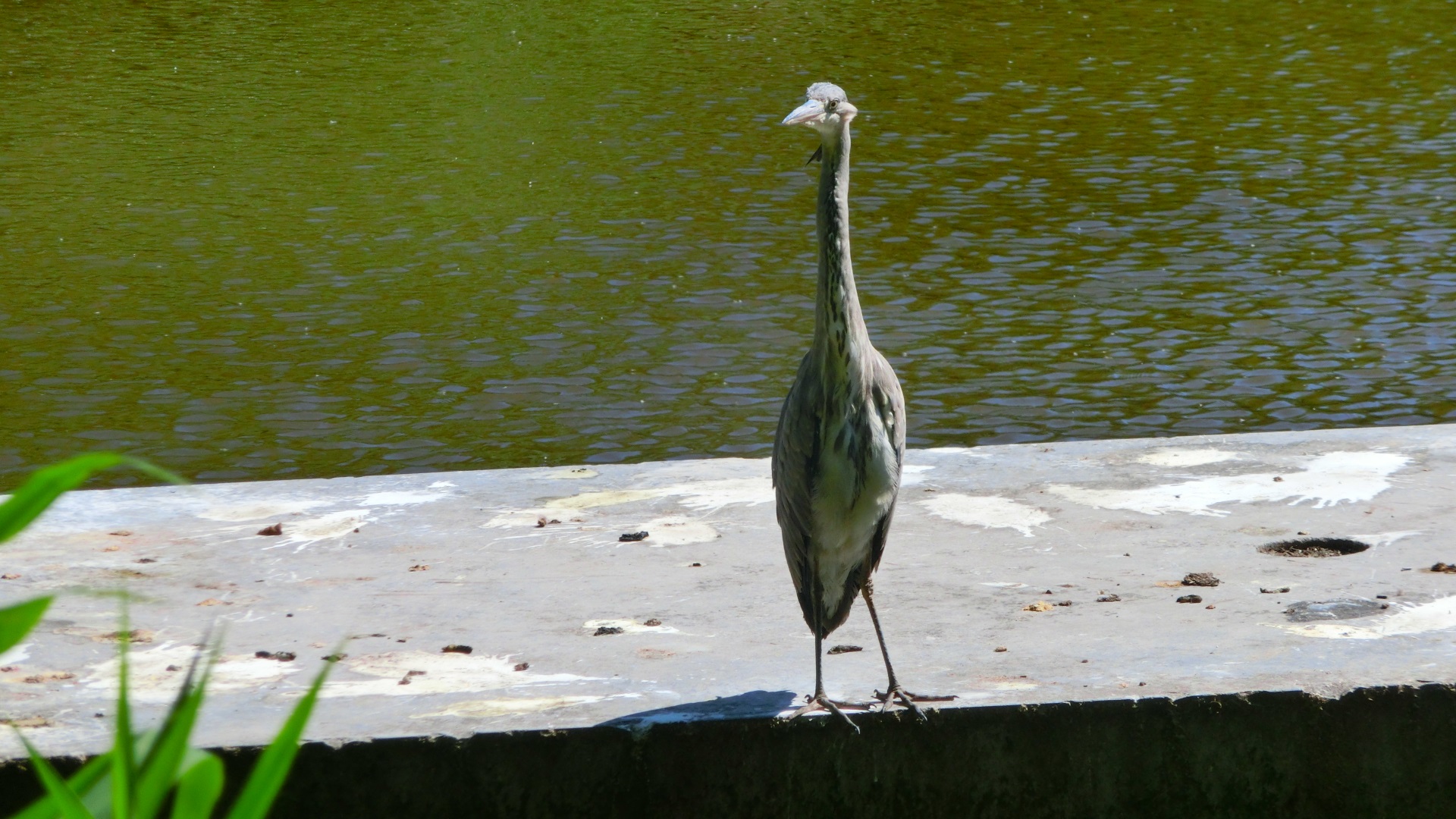 Reiger