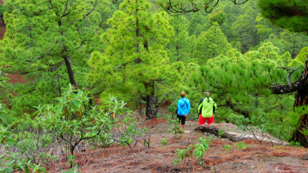 Canarische dennenbomen