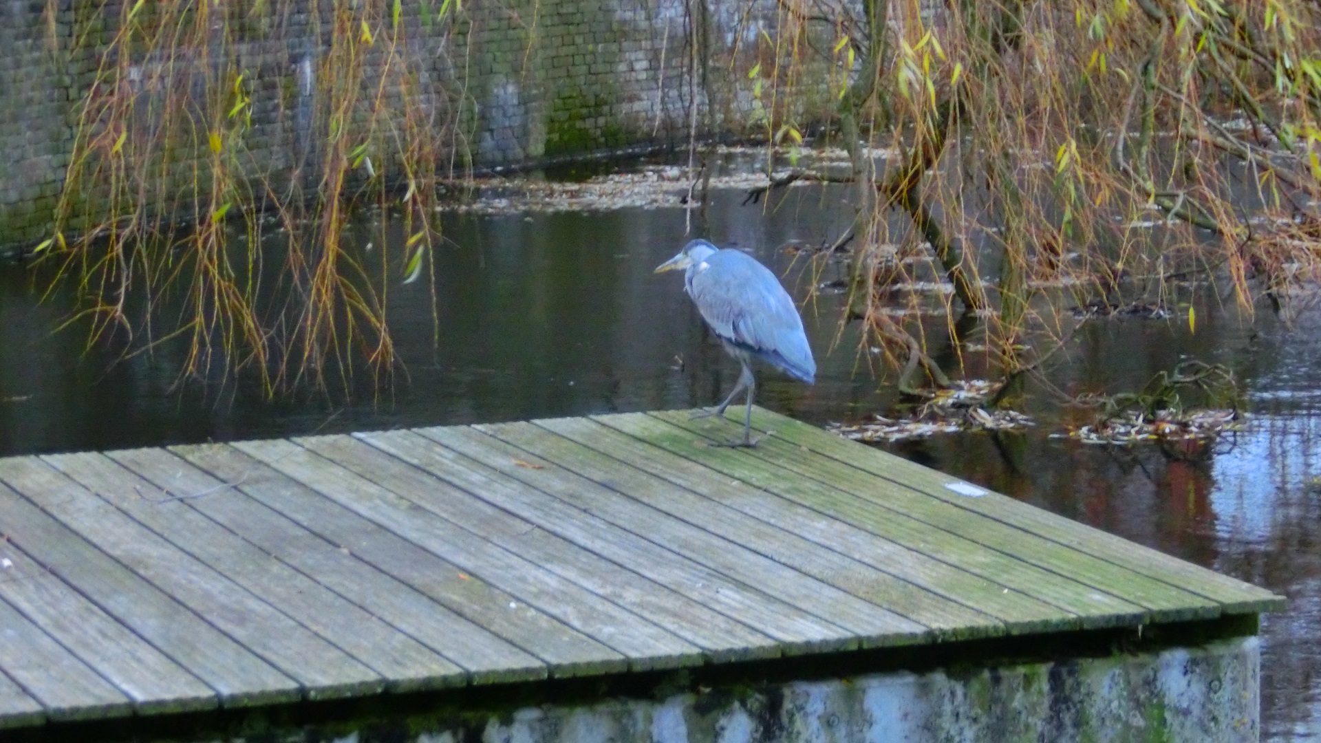 Reiger