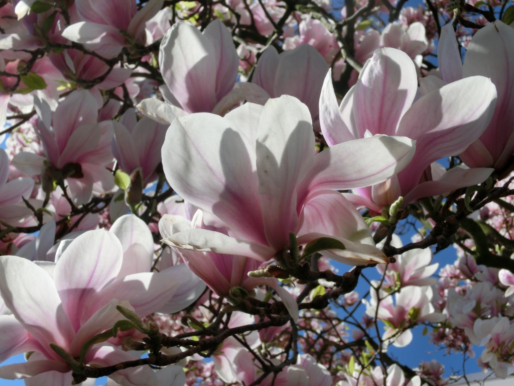 Magnolia