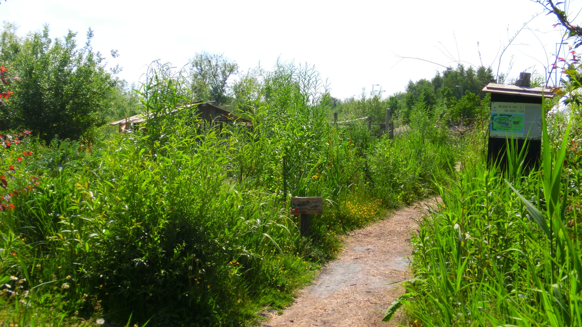 Paden langs wilde planten