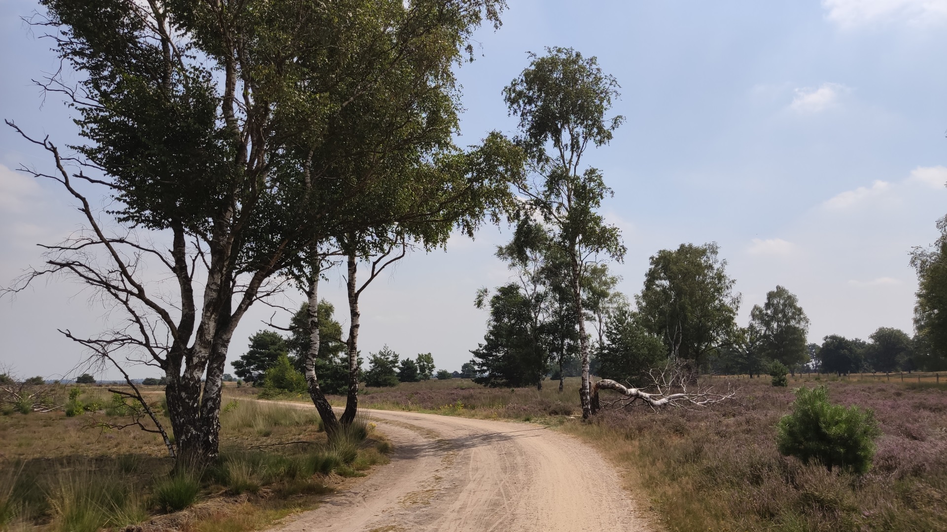 Heide met hier en daar een boom