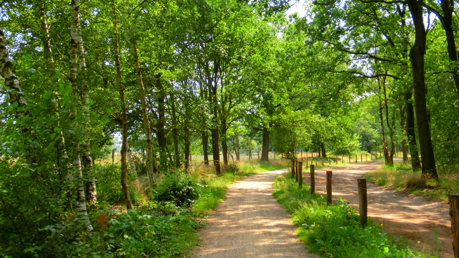 Pad tussen de weilanden